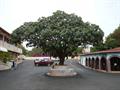Treculia africana